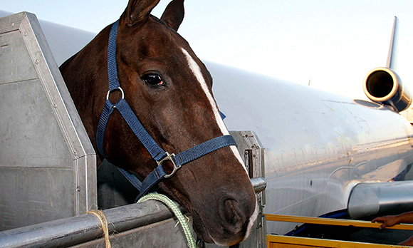 horse-in-stable_04.jpg