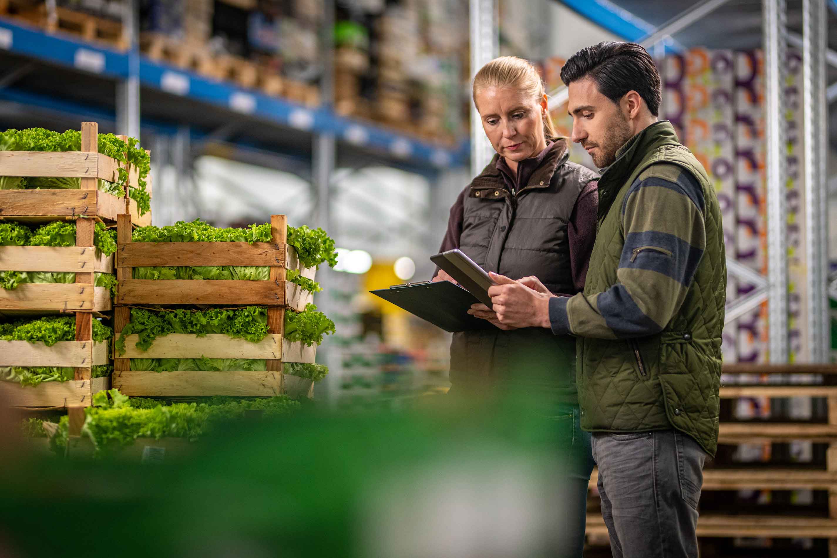 warehouse-logistics-fresh-produce-lettuce