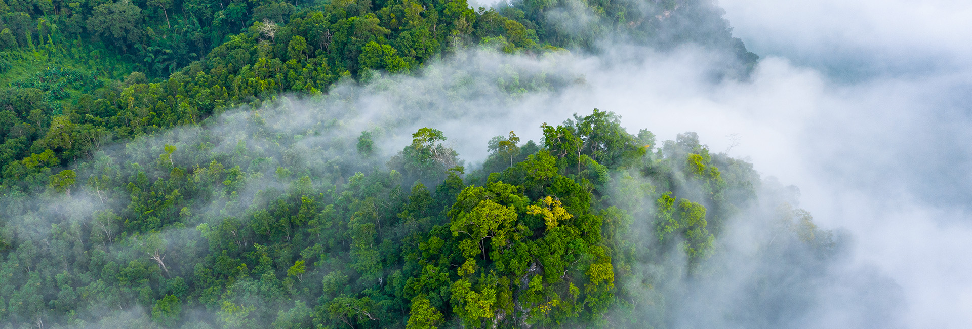 co2-reduction-transport-emissions-forest