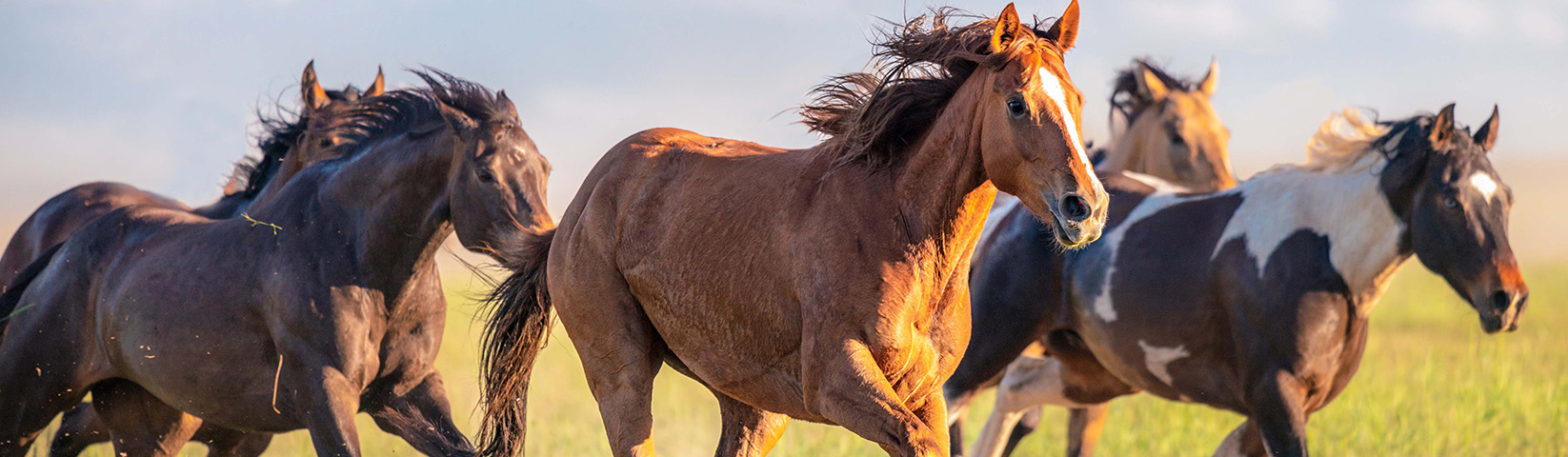 horse-banner_v1.jpg