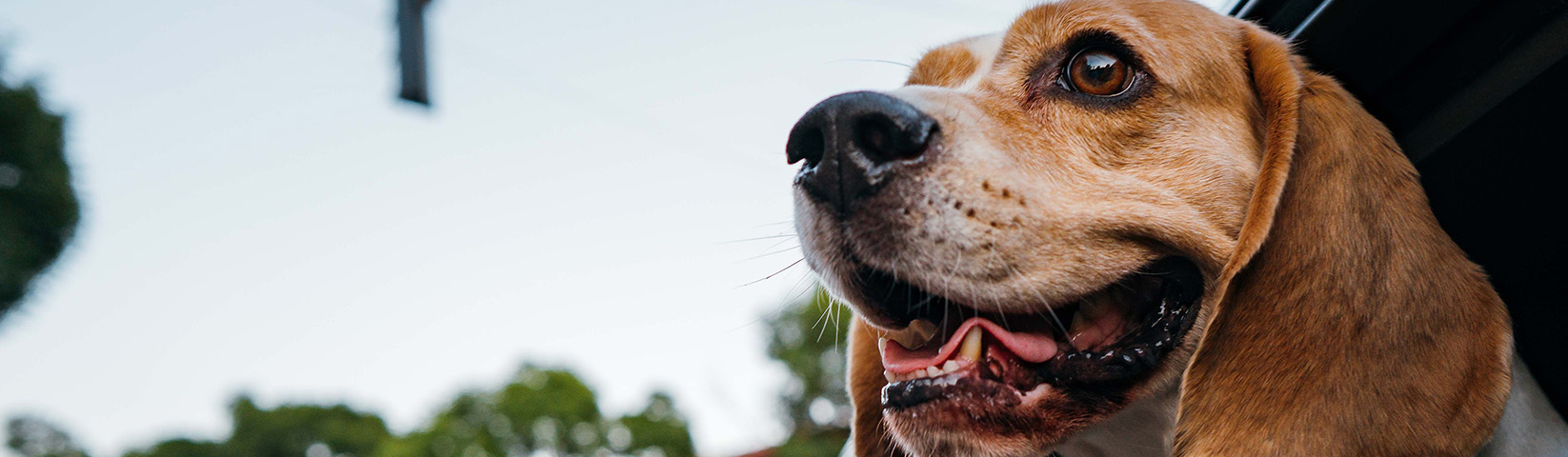 pet-header_v1.jpg
